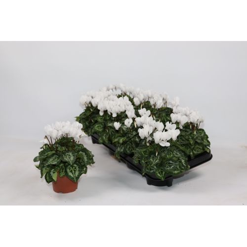 Цикламен мелкоцветковый белый - Cyclamen persicum small flowered other ...